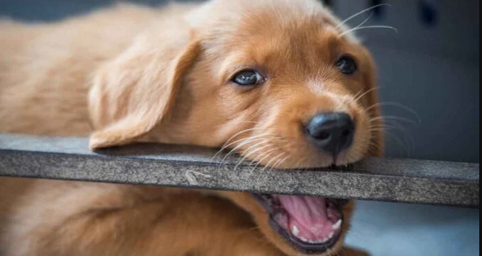 How To Stop A Teething Puppy From Biting You