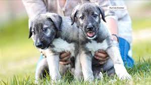 Twin puppies