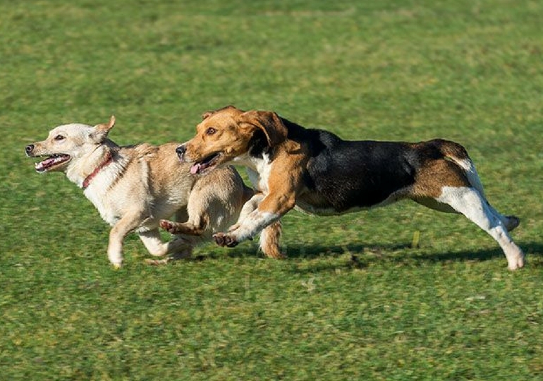 Bbullies at Dog Park