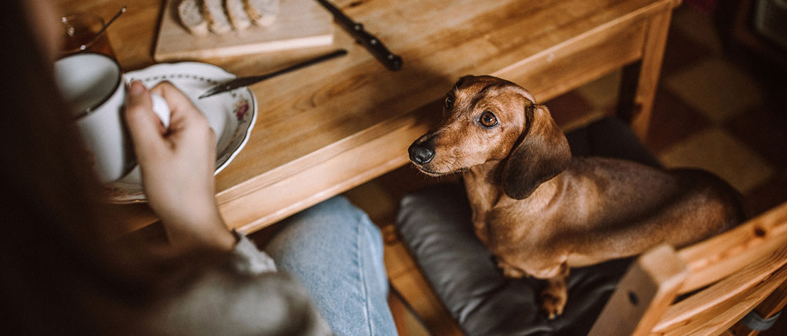 3 Ways You’re Comforting Your Dog That Teaches Them Bad Habits