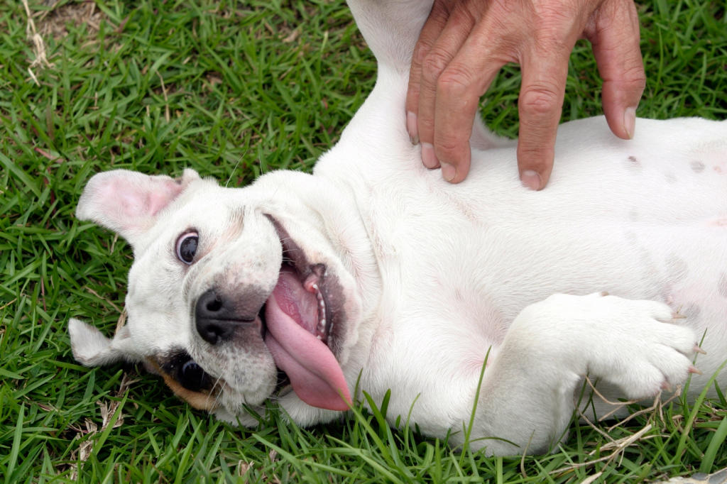 how-do-dogs-choose-their-favorite-person-nuzzle