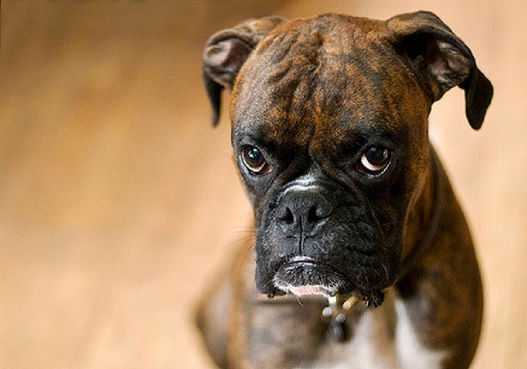 Science Tells Us What Dogs Actually Mean When They Look Guilty Nuzzle