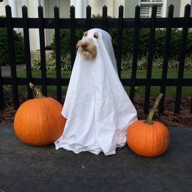 Do You Need a Pet Halloween Costume?