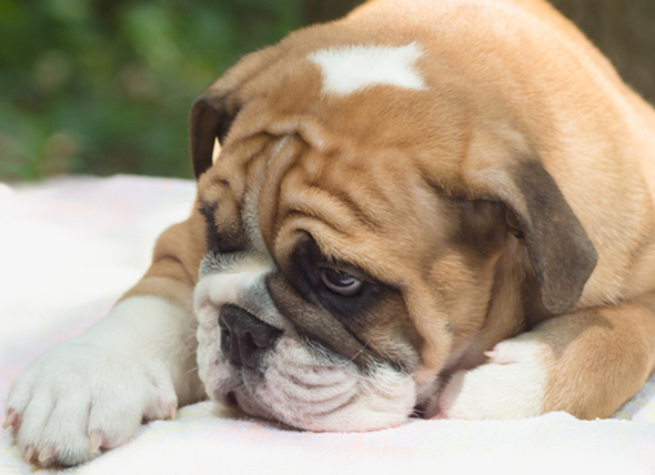 What Makes Your Dog Become Overweight?
