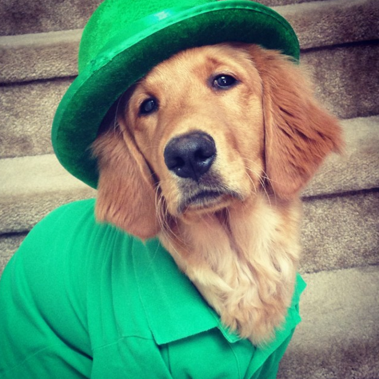 30-of-the-cutest-irish-dog-names-nuzzle