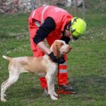 rescue dog tips