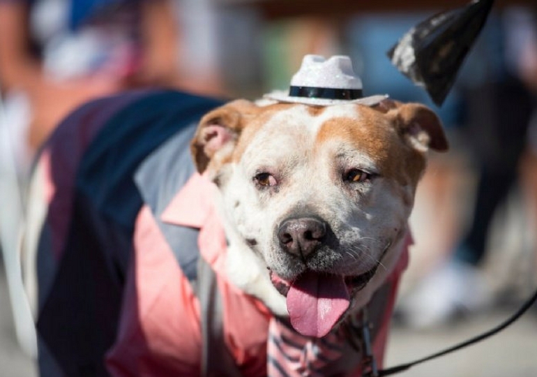 Senior ‘Dog Prom’ Helps Older Adoptable Dogs Find Forever Homes