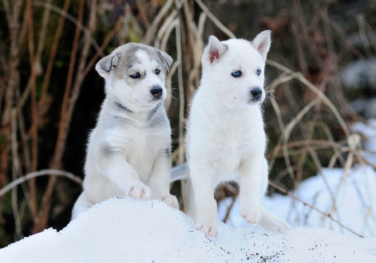 The Best Names For Your Siberian Husky