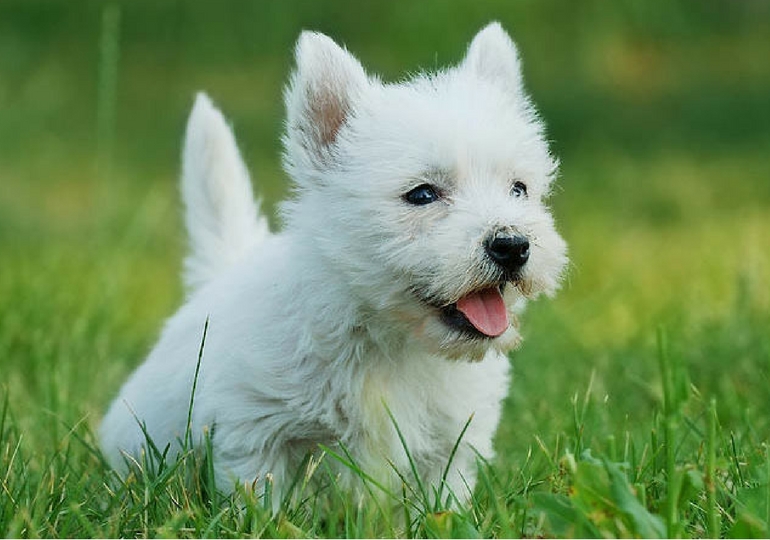 Small Dog Breeds That Don’t Shed