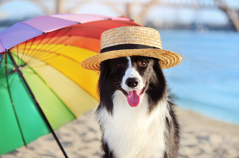 Safe Summer Exercise Tips for Your Dog