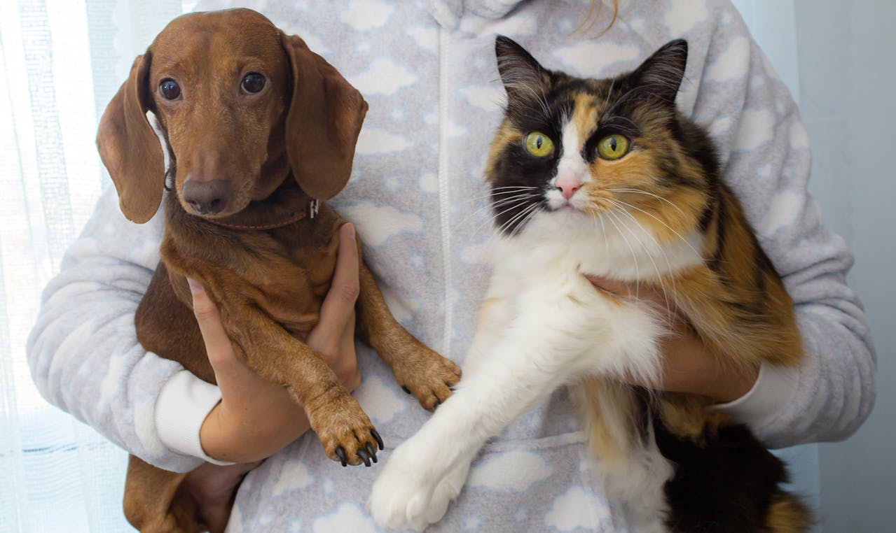 Daschund dog and calico cat being held up by a person