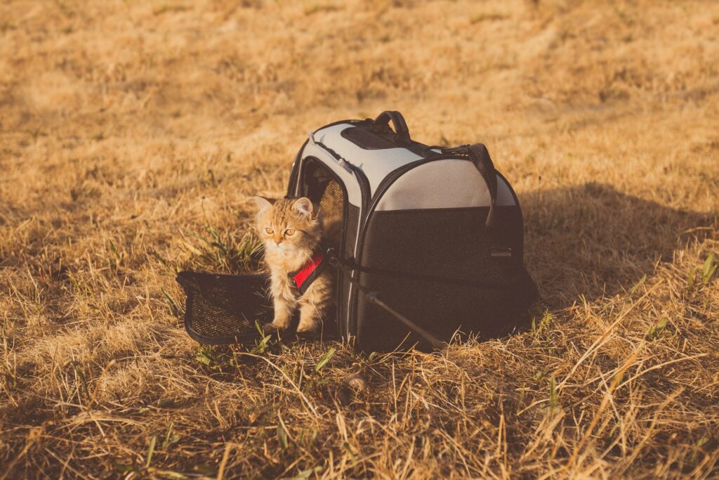 Kitten in a pet carrier in the middle of a field
