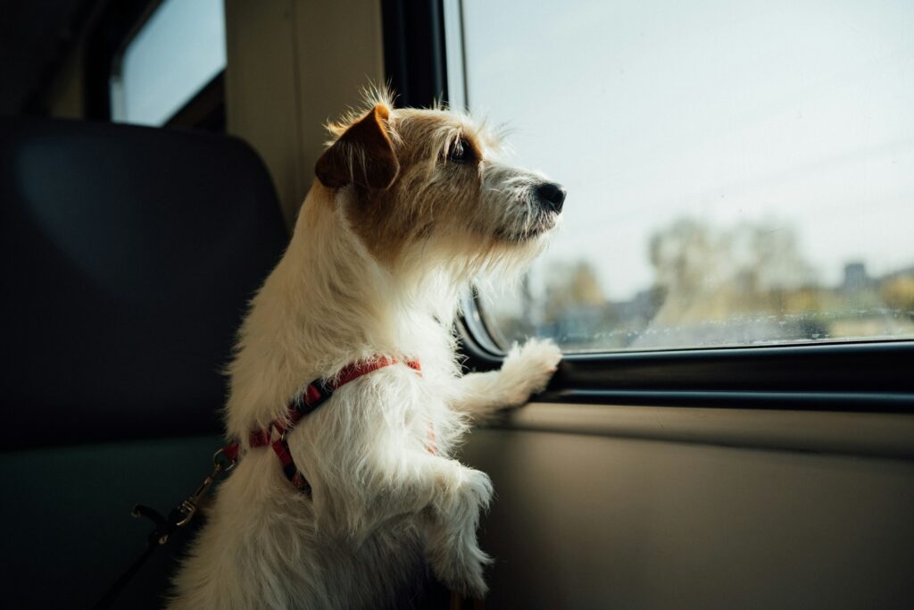 Scruffy dog looking out the window of a train