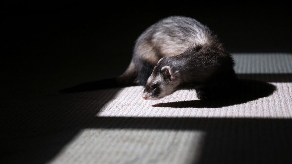 Ferret on a rug with different lighting and shadows